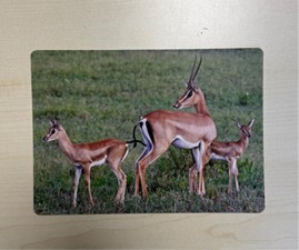 attività con maxi foto animali per stimolazione cognitiva